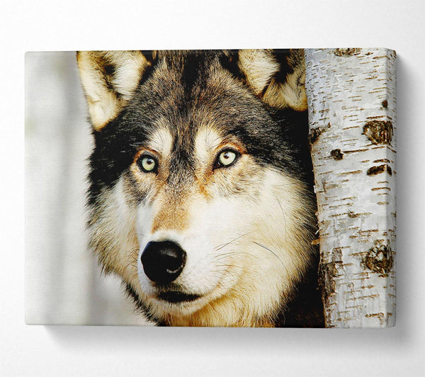  A Canvas Print of Wolf Glare Canvas Wall Art