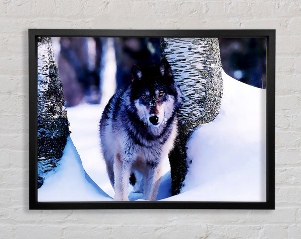 Wolf In The Snow Framed Print