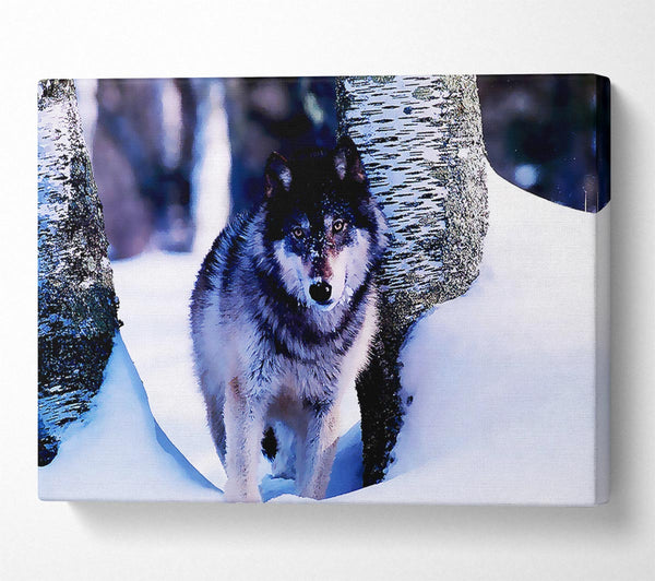  A Canvas Print of Wolf In The Snow Canvas Print