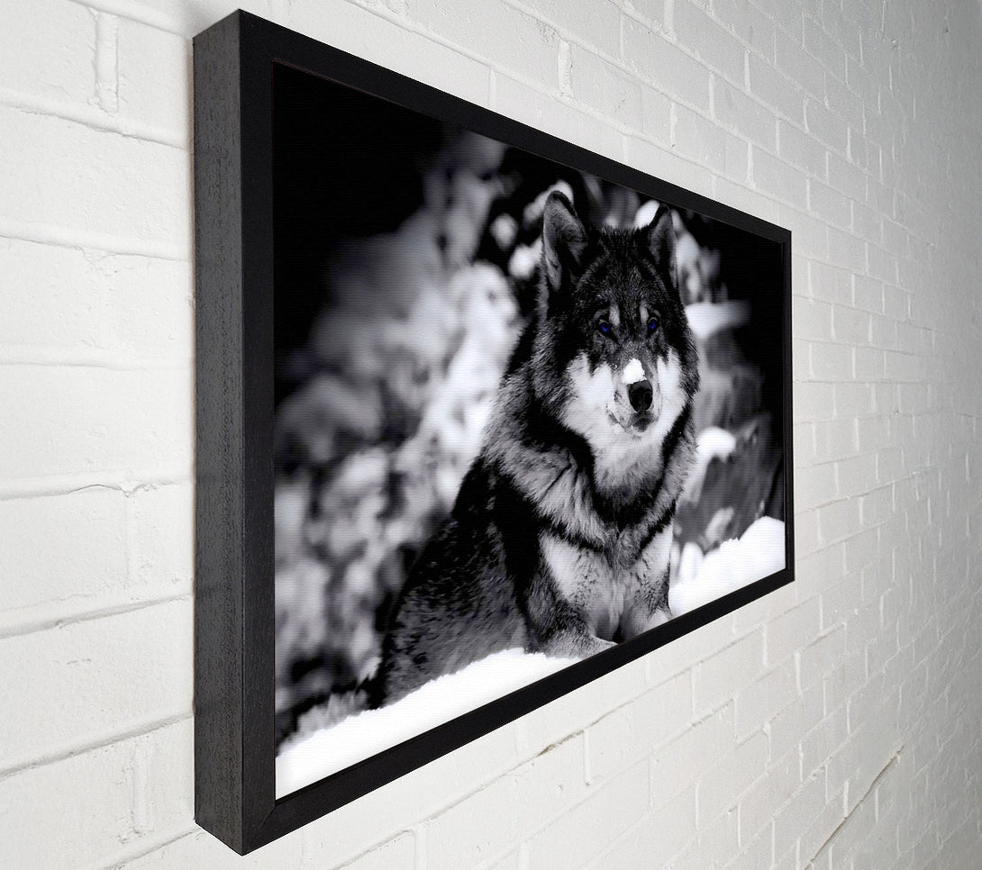  A Canvas Print of Wolf In Winter Canvas Wall Art