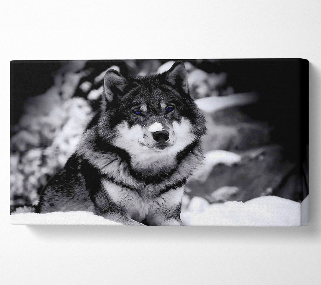 A Canvas Print of Wolf In Winter Canvas Wall Art