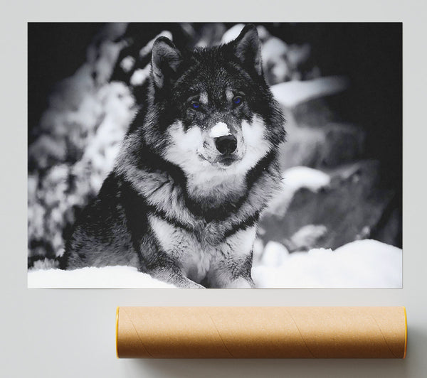 Wolf In Winter Giclee Print