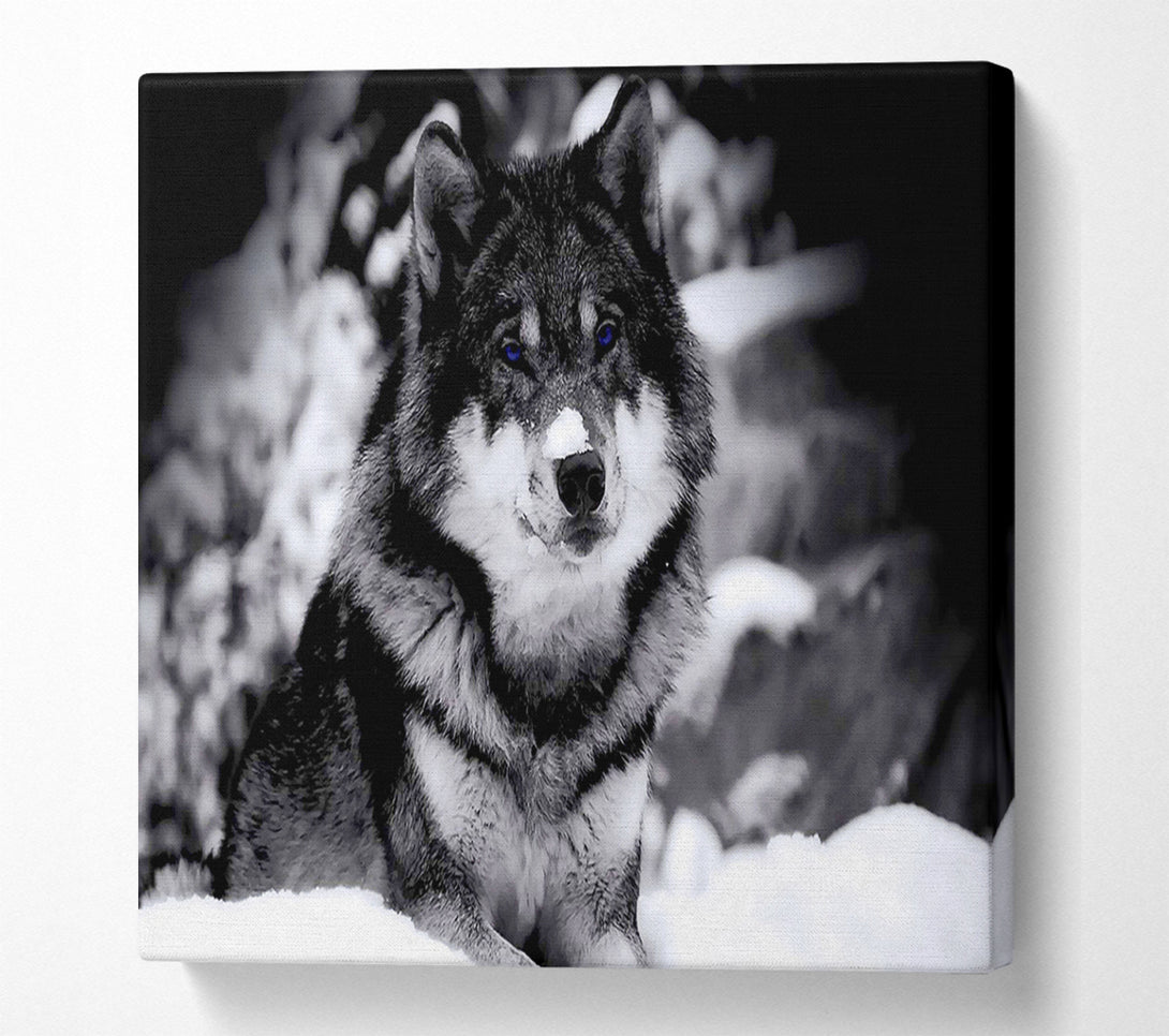  A Canvas Print of Wolf In Winter Canvas Wall Art