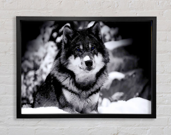 Wolf In Winter Framed Print