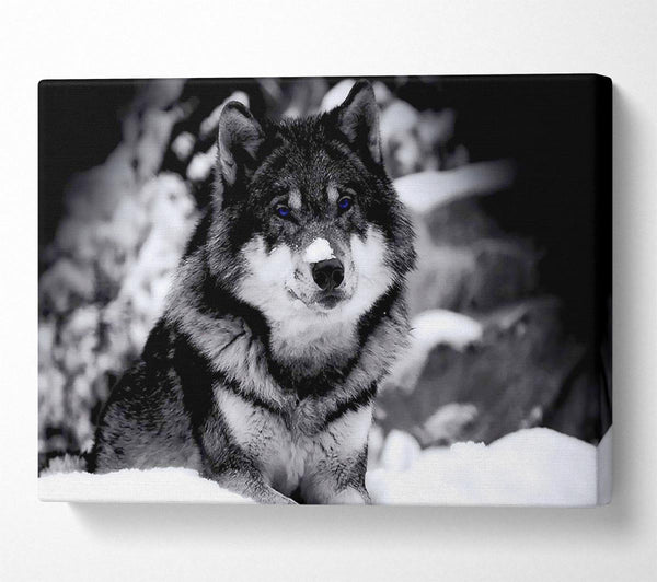  A Canvas Print of Wolf In Winter Canvas Wall Art
