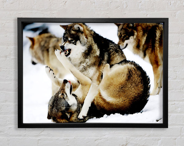 Wolf Pack Framed Print