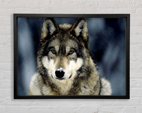 Wolf Snow Nose Framed Print
