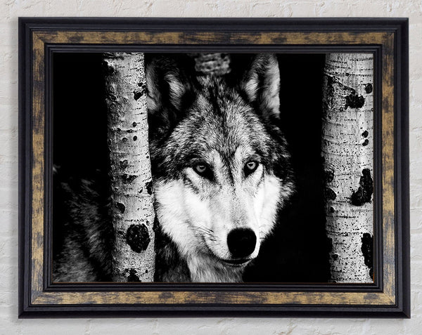 Wolf Stare Framed Print
