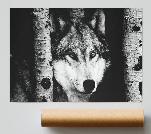 Wolf Stare Print