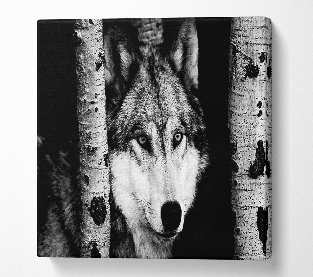  A Canvas Print of Wolf Stare Canvas Art