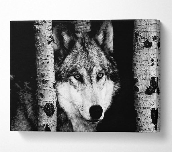  A Canvas Print of Wolf Stare Canvas Art