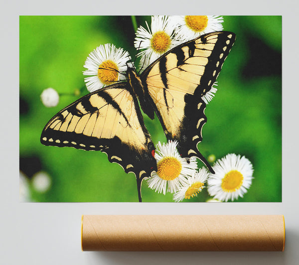Yellow Butterfly Giclee Print