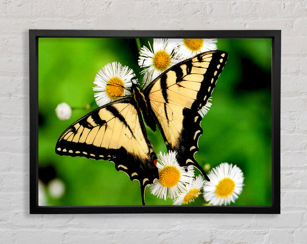 Yellow Butterfly Framed Print