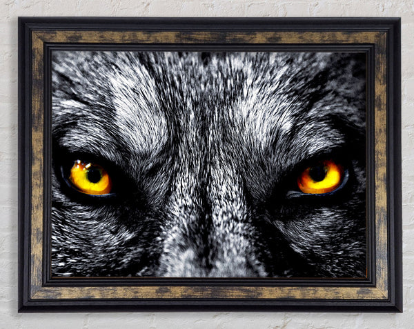 Yellow Wolf Eyes Framed Print