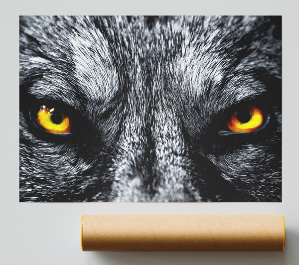 Yellow Wolf Eyes Poster
