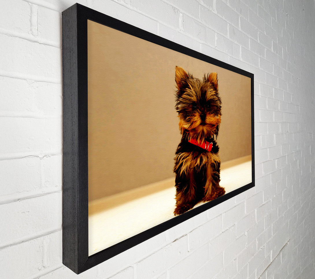 A Canvas Print of Yorkshire Terrier Puppy Canvas Wall Art