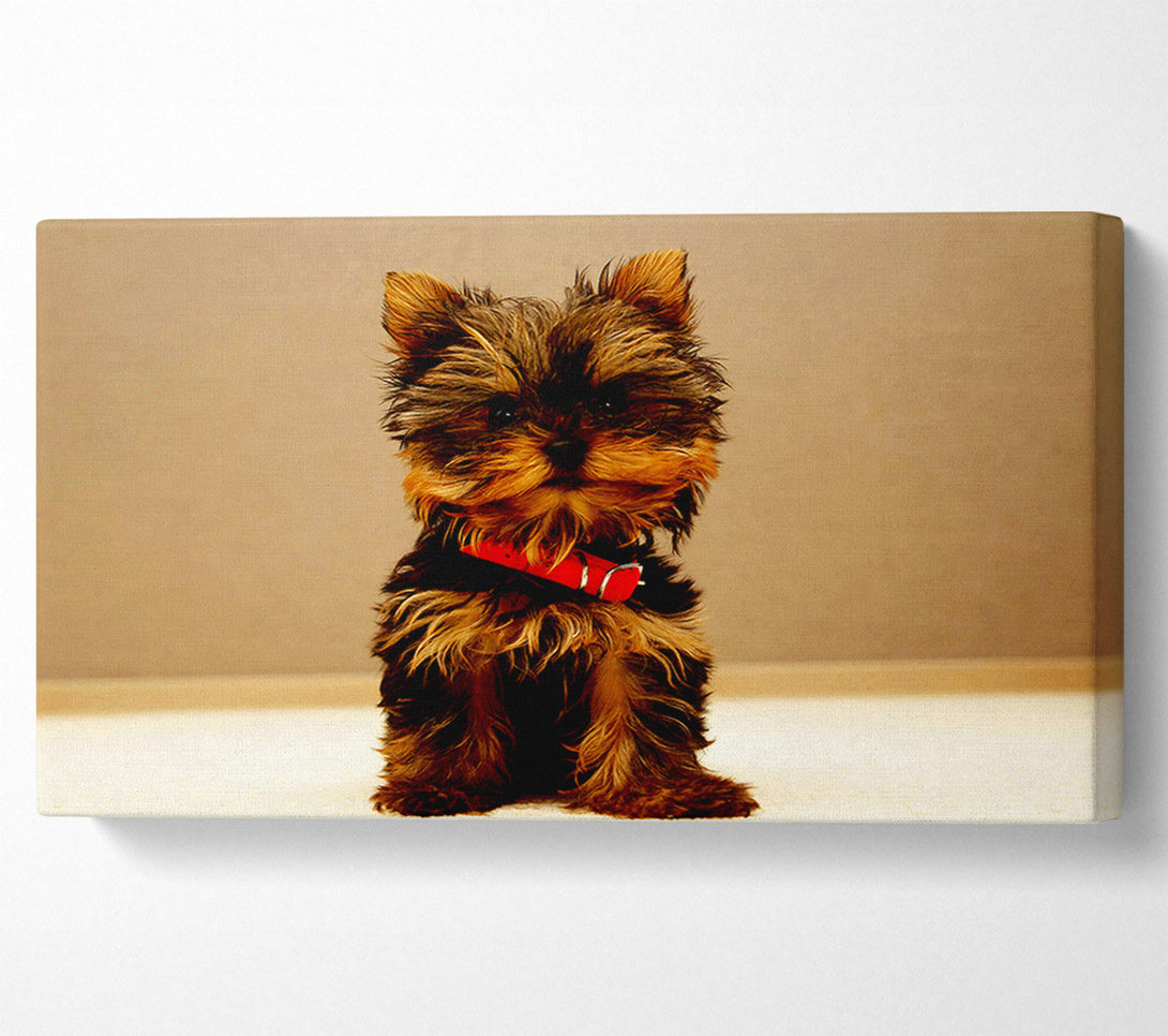  A Canvas Print of Yorkshire Terrier Puppy Canvas Wall Art