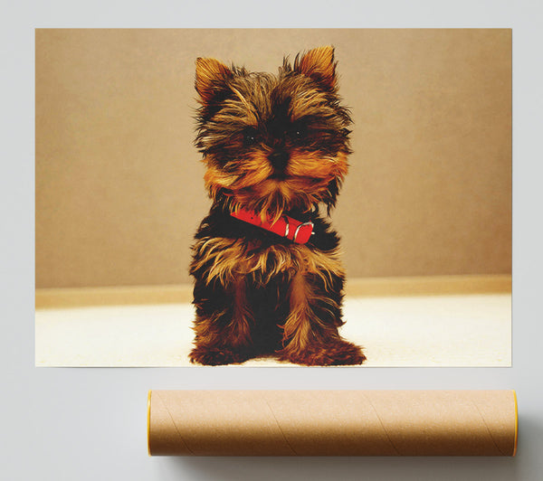 Yorkshire Terrier Puppy Print
