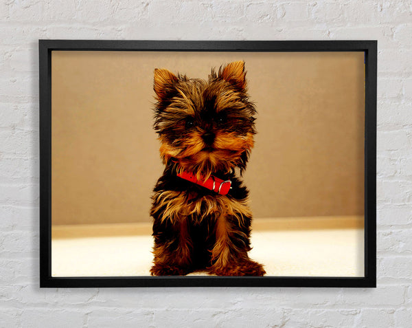 Yorkshire Terrier Puppy Framed Print
