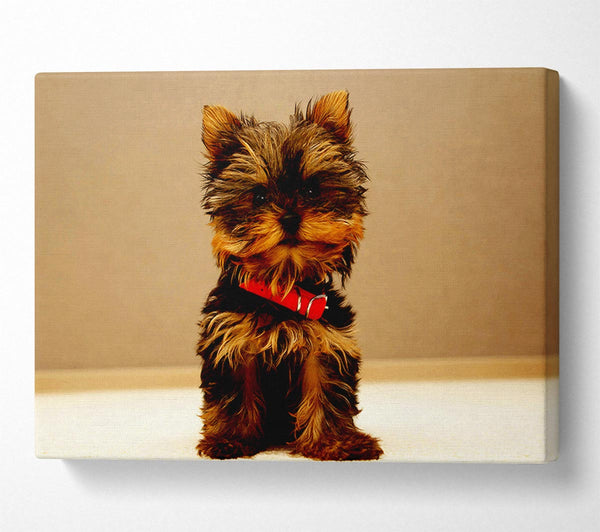  A Canvas Print of Yorkshire Terrier Puppy Canvas Wall Art