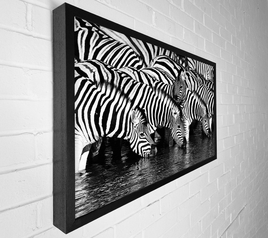  A Canvas Print of Zebra Drinking Canvas Art