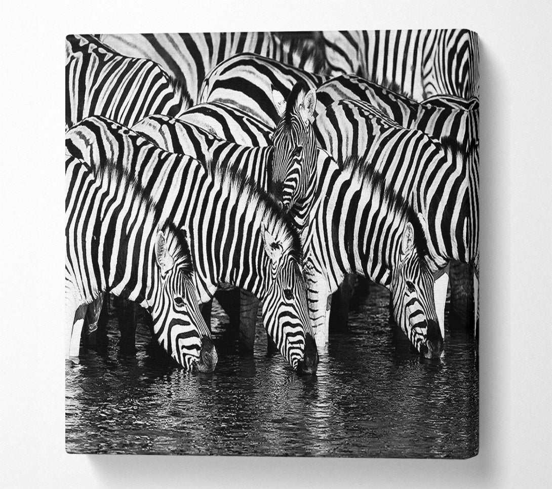  A Canvas Print of Zebra Drinking Canvas Art