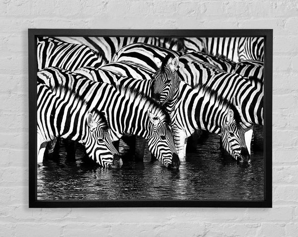 Zebra Drinking Framed Print