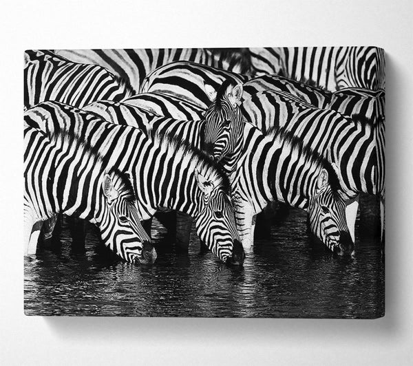  A Canvas Print of Zebra Drinking Canvas Art