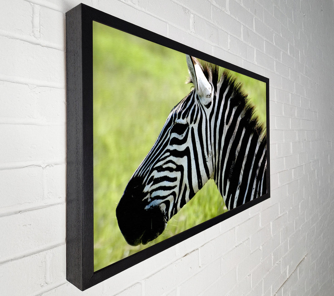  A Canvas Print of Zebra Face Side Canvas Art