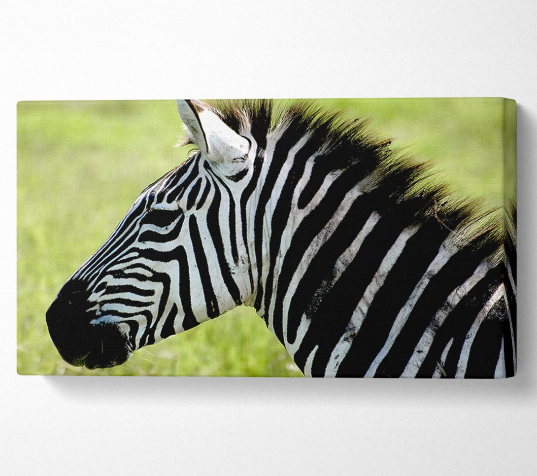  A Canvas Print of Zebra Face Side Canvas Art