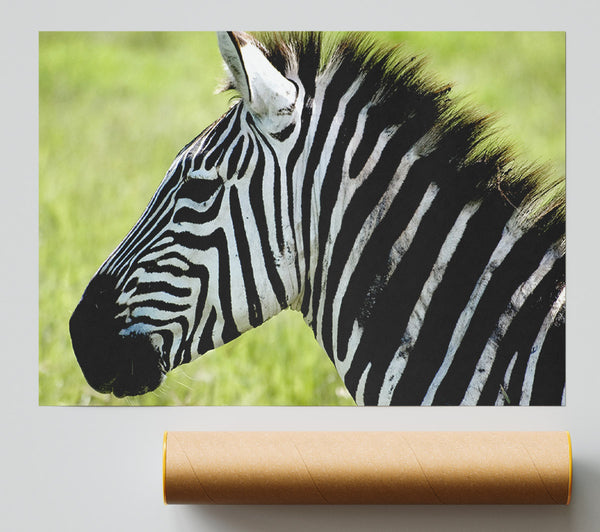 Zebra Face Side Poster
