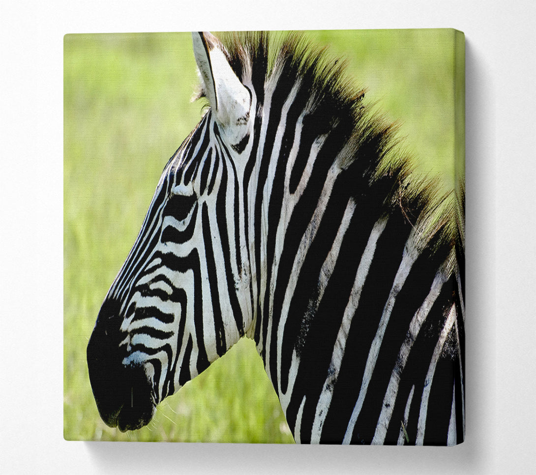  A Canvas Print of Zebra Face Side Canvas Art