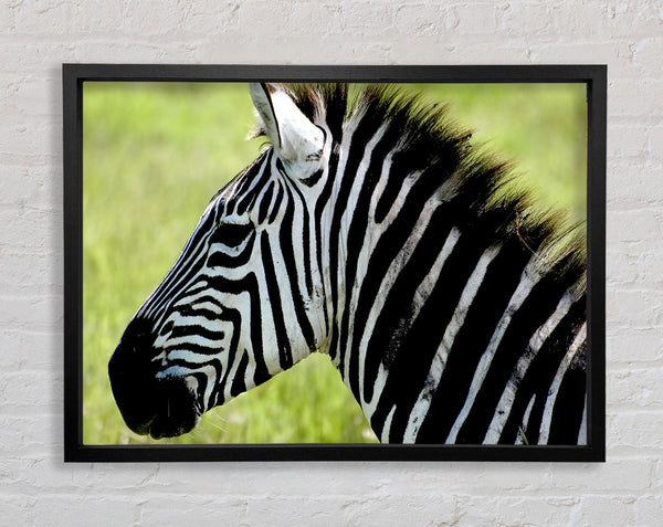 Zebra Face Side Framed Print