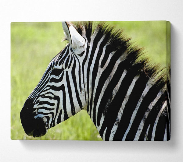 A Canvas Print of Zebra Face Side Canvas Art