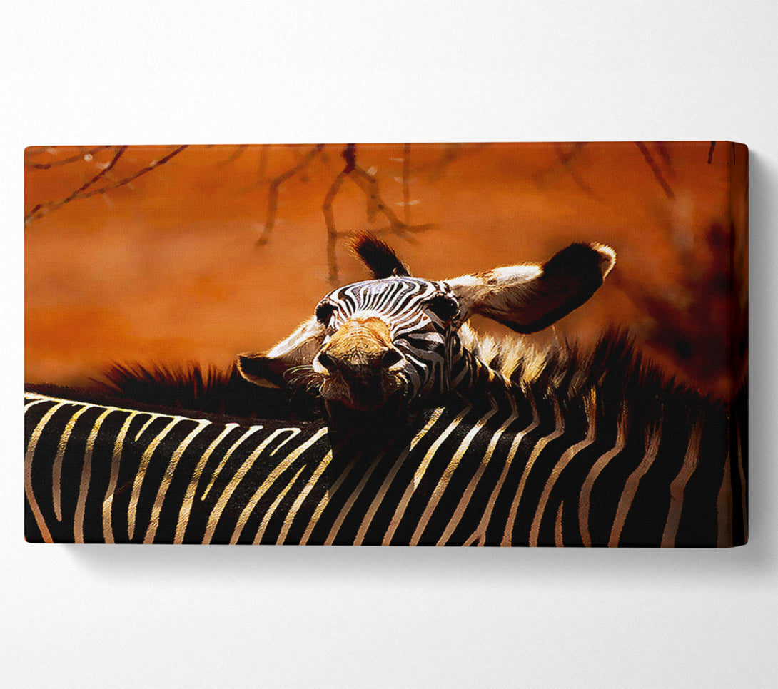  A Canvas Print of Zebra Family Love Canvas Art