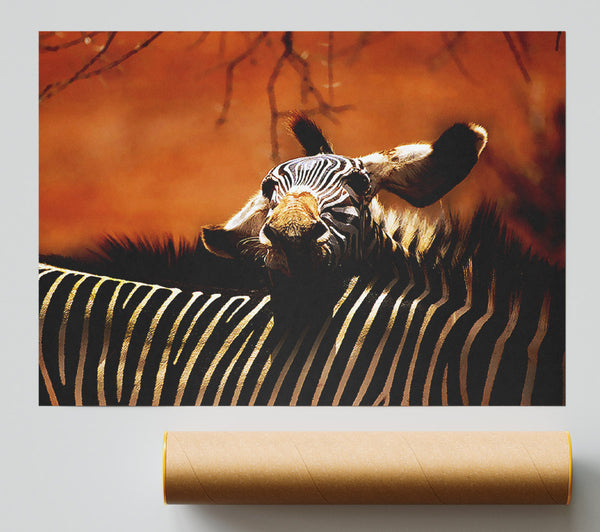 Zebra Family Love Poster