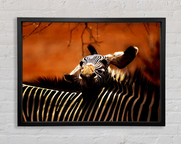 Zebra Family Love Framed Print