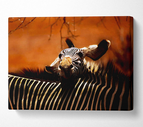  A Canvas Print of Zebra Family Love Canvas Art