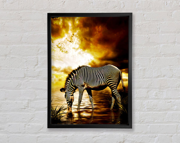 Zebra In The Golden River Framed Print