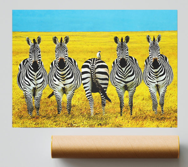 Zebra Line-Up Giclee Print