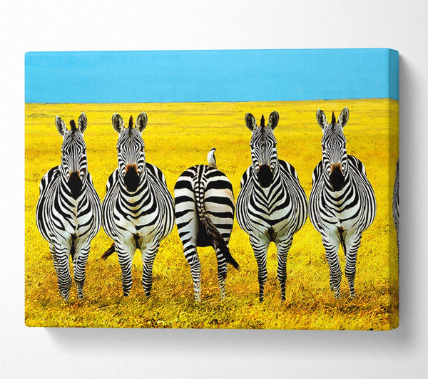  A Canvas Print of Zebra Line-Up Canvas Print