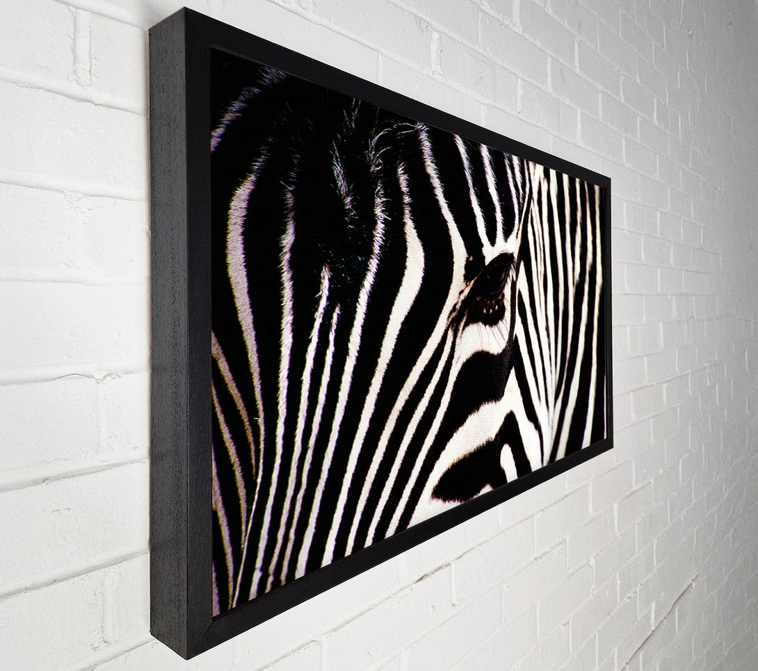  A Canvas Print of Zebra Stare Canvas Print