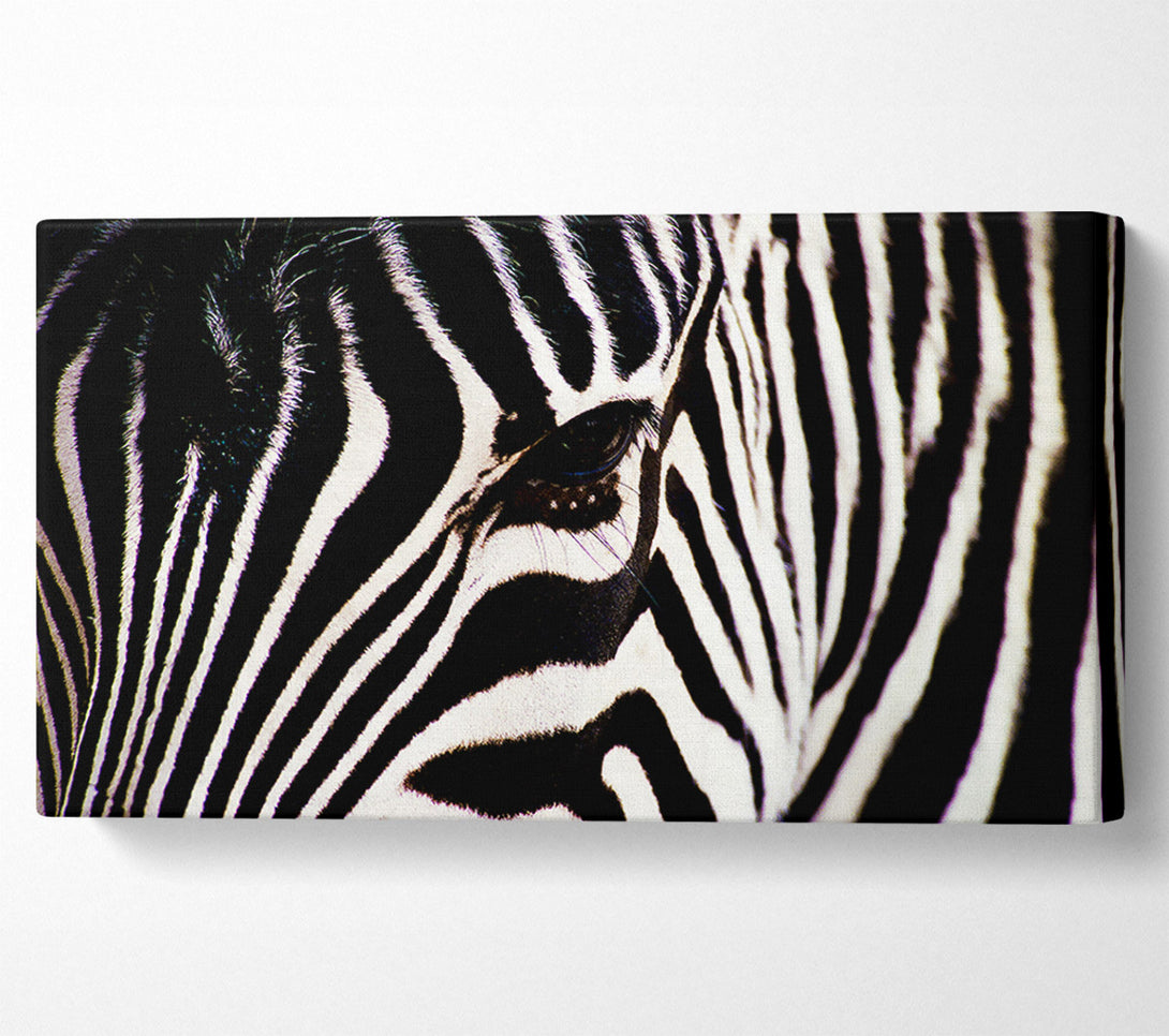  A Canvas Print of Zebra Stare Canvas Print