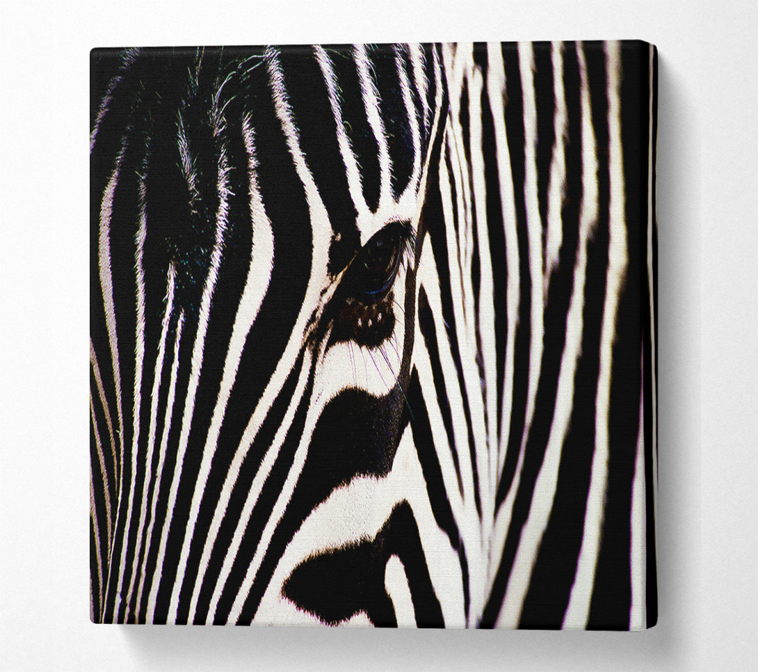  A Canvas Print of Zebra Stare Canvas Print