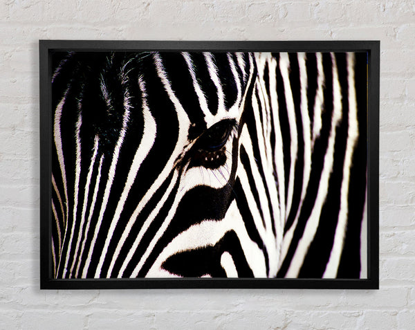 Zebra Stare Framed Print