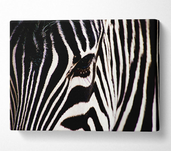  A Canvas Print of Zebra Stare Canvas Print