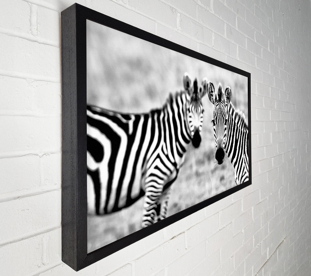  A Canvas Print of Zebra Twins Canvas Art