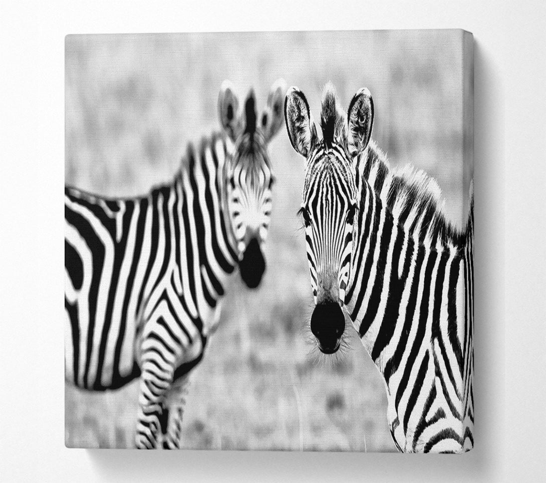  A Canvas Print of Zebra Twins Canvas Art