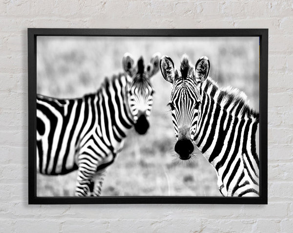 Zebra Twins Framed Print