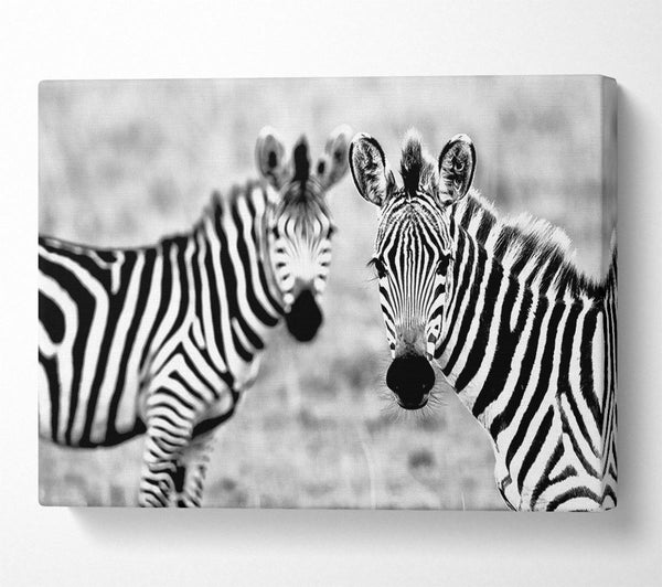  A Canvas Print of Zebra Twins Canvas Art